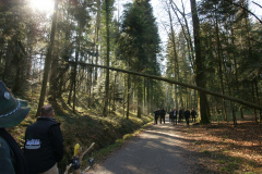 Baumstellen Nachmittag 2019